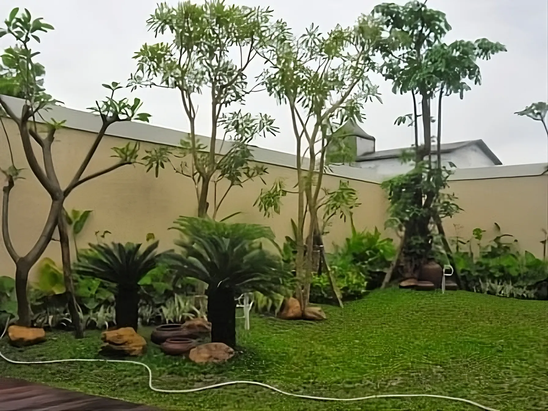 tukang tanam rumput gajah mini